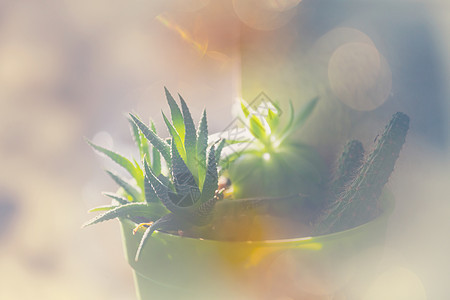 异国花园里多汁的植物图片