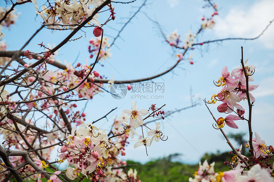 决明子瘘管树美国夏威夷春季开花图片