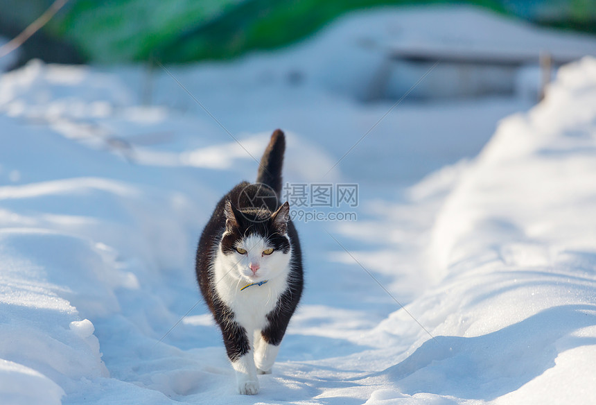 冬天的雪中猫出来高清图片下载 正版图片 摄图网 冬天的雪中猫出来高清图片下载 正版图片 摄图网