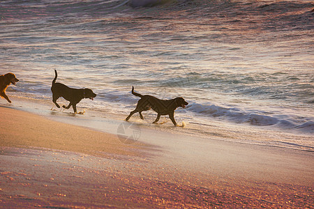 夏威夷岛海滩上的狗图片