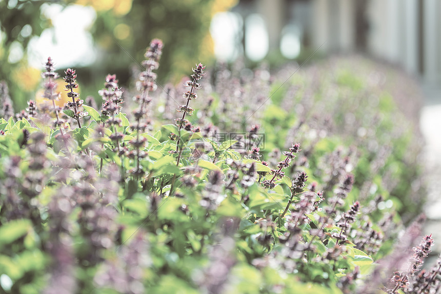花园里的薄荷花高清图片下载 正版图片 摄图网
