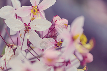 决明子瘘管树美国夏威夷春季开花背景图片