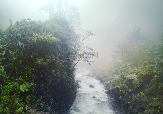 哥斯达黎加的宁静云森林图片