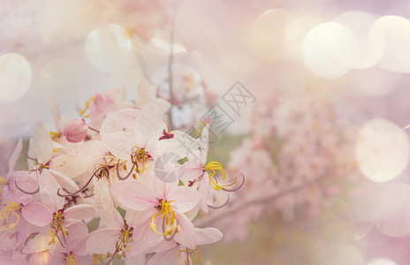 决明子瘘管树美国夏威夷春季开花美丽的自然春天背景背景图片