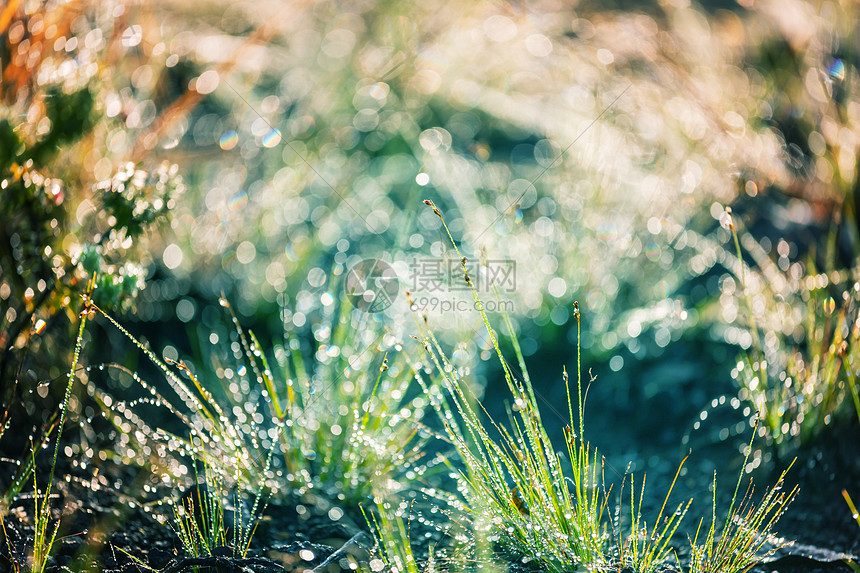 早晨草地上的湿草图片