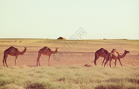 骆驼苏丹,非洲温暖的沙漠旅行背景图片