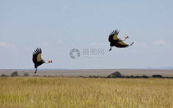 灰冠鹤BalearicaRegulorum肯尼亚马赛马拉的大草原图片