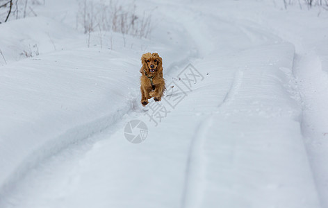 金色的英国公鸡猎犬站雪地里高清图片