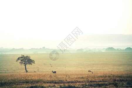 非洲狩猎背景马赛马拉公园景观,肯尼亚非洲大草原上的棵树许多动物远观图片