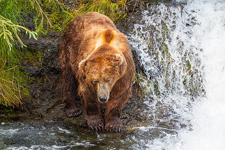 只灰熊布鲁克斯瀑布捕猎鲑鱼沿海棕色灰熊阿拉斯加的卡特迈公园捕鱼夏天的季节自然野生动物图片