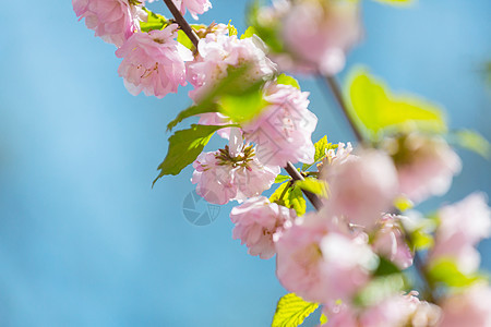 杏仁树粉红色的花美丽的春天背景图片