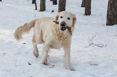 雪森林冬天森林里的狗背景