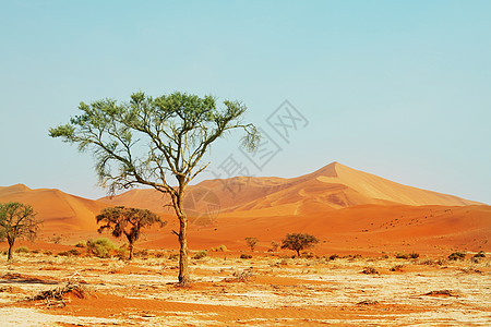 纳米布沙漠探险图片