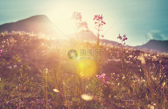 鲜花草地上阳光明媚的天美丽的自然背景图片