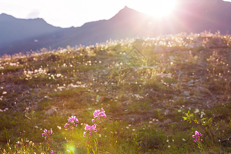 鲜花草地上阳光明媚的天美丽的自然背景图片