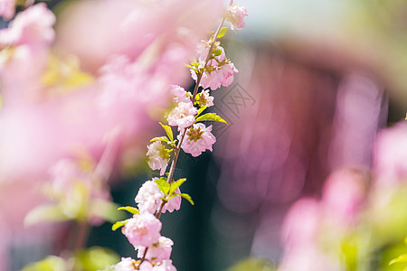 杏仁树粉红色的花美丽的春天背景图片