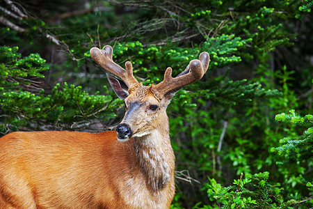 美国绿色森林里的鹿图片