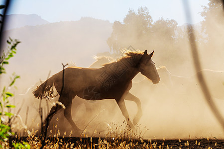 马群南美洲智利的牧场上奔跑图片
