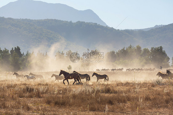 马群南美洲智利的牧场上奔跑图片