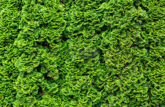 西锥体绿色背景,自然纹理图片