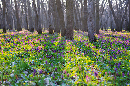美丽的林地景观春天的花朵森林里图片