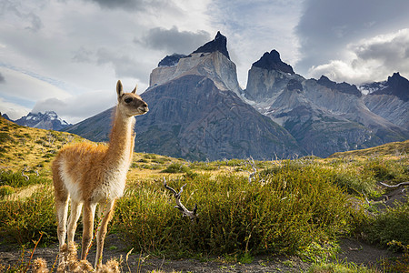 克尔诺斯智利托雷斯德尔帕西公园美丽的山景世界著名的徒步旅行地区背景