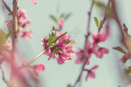 春天花园里开花的树美丽的春天自然背景图片
