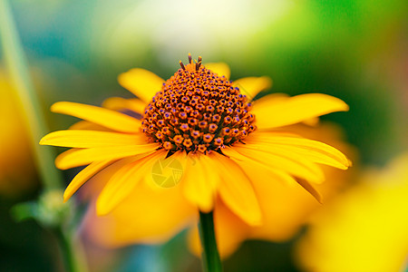 美丽的花朵的特写镜头适合花卉背景图片