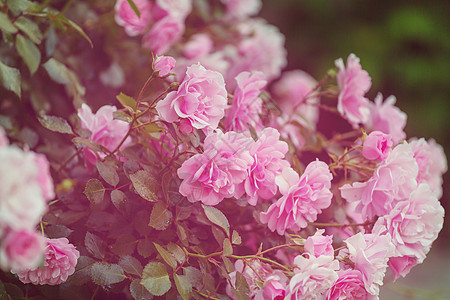 粉红色玫瑰,美丽的自然背景图片