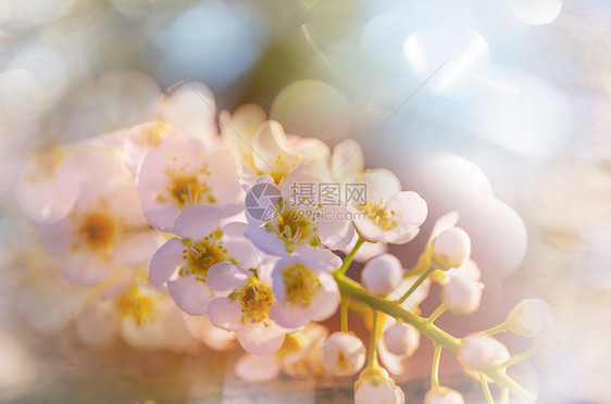 春天花园里开花的树美丽的春天自然背景图片