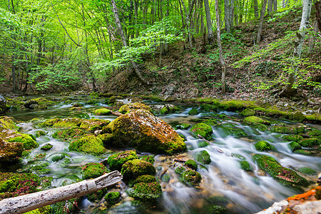 绿色森林里美丽的小河图片