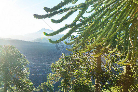 智利安第斯山脉寻常的阿劳卡里亚AraucariaAraucana树木图片