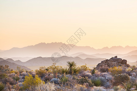 亚利桑那州沙漠景观日出,美国图片