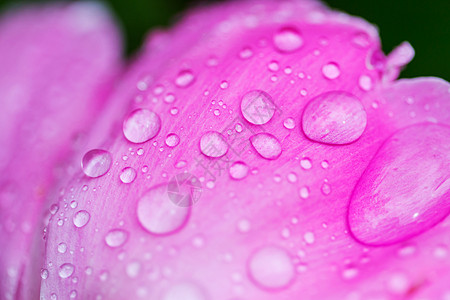 用水滴靠近紫色的花图片