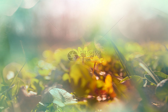 鲜花草地上阳光明媚的天美丽的自然背景图片