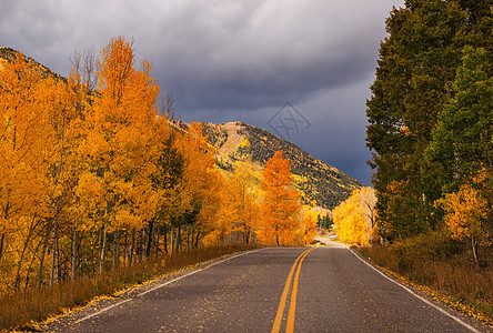 美国科罗拉多州五颜六色的黄色秋天秋天的季节图片