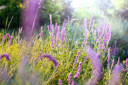鲜花草地上阳光明媚的天美丽的自然背景图片