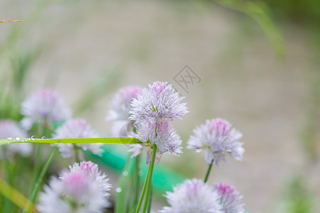 夏天花园里神奇的五颜六色的花图片