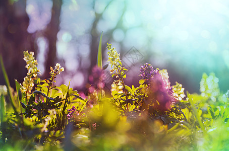 美丽的花园春天的花朵自然背景图片