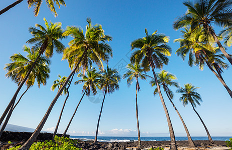 热带海滩上的绿色棕榈图片