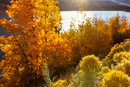 内华达山脉的风景秋天的树叶景观加州,美国图片