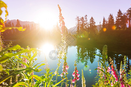 宁静的湖泊夏季的山区图片