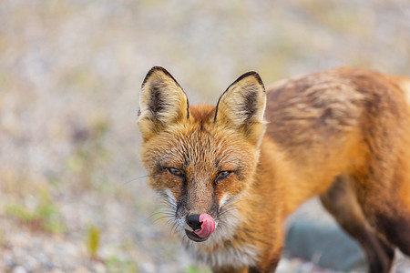 只红色狐狸夏天的绿色背景上的画图片
