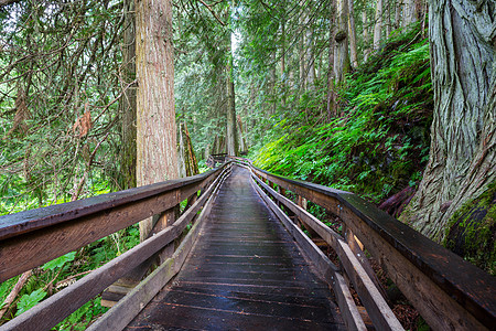 红木森林森林里的木板路背景