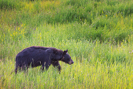 加大森林里的黑熊,夏天图片