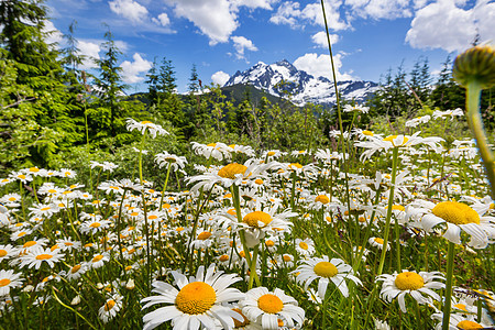 野生洋甘菊花山景夏季背景图片