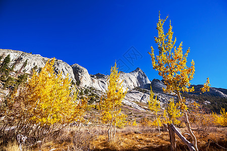 内华达山脉的风景秋天的树叶景观加州,美国图片