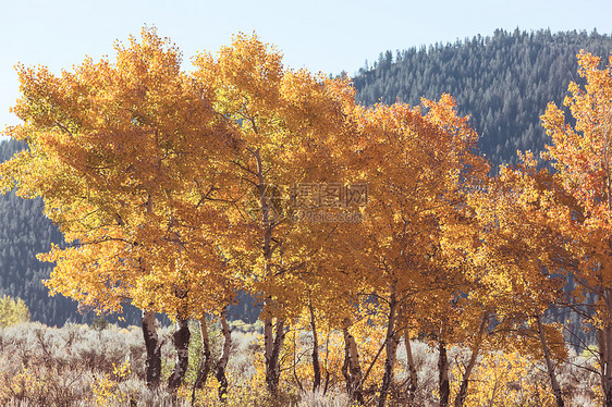 金色调的秋天场景秋天的背景图片