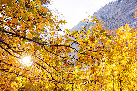 金色调的秋天场景秋天的背景图片