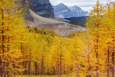 加大山区美丽的金色落叶松秋天的季节图片